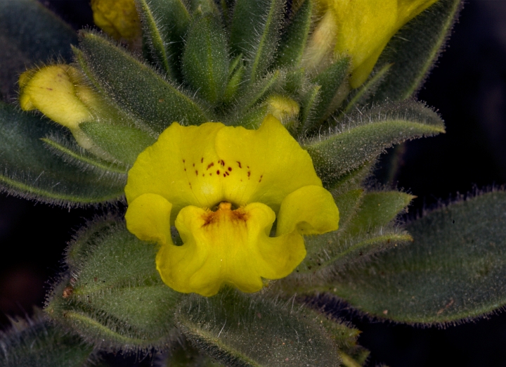 Mohavea breviflora 16-6056.jpg